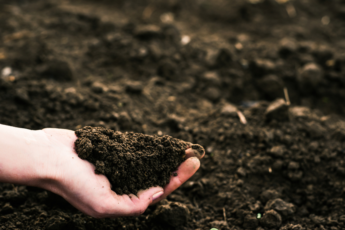 Soil, cultivated dirt.