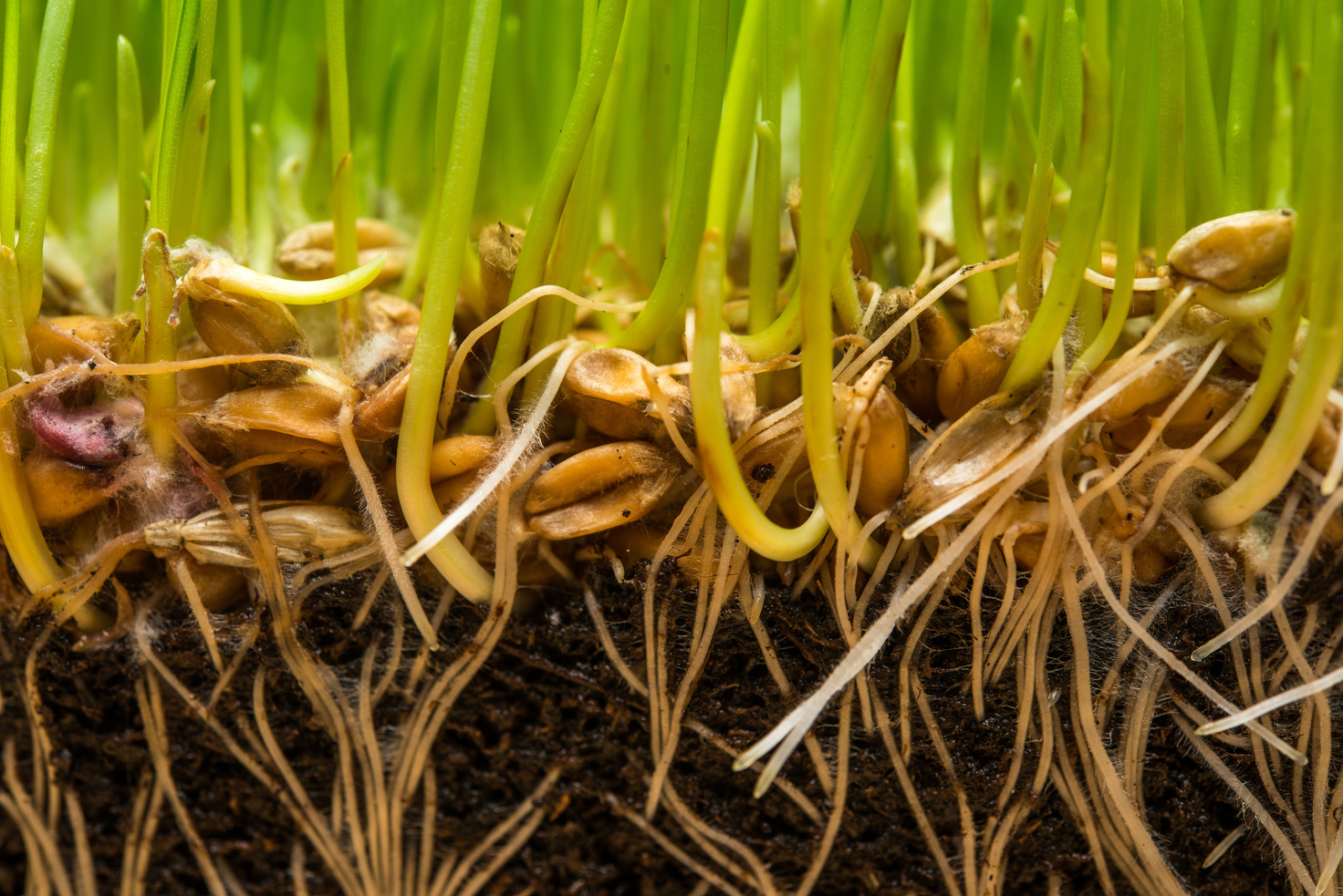 Soil with Seeds and Roots 