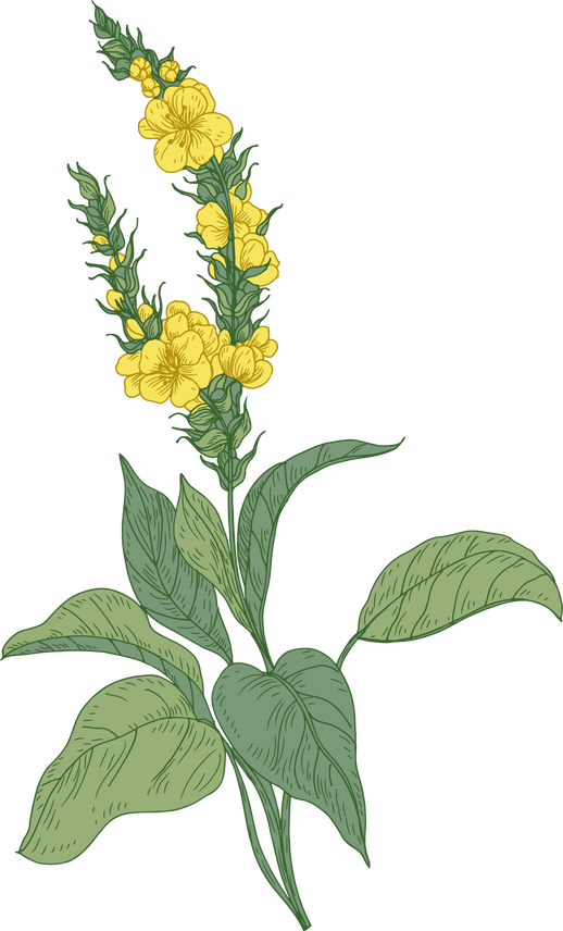 Mullein Flowers Illustration